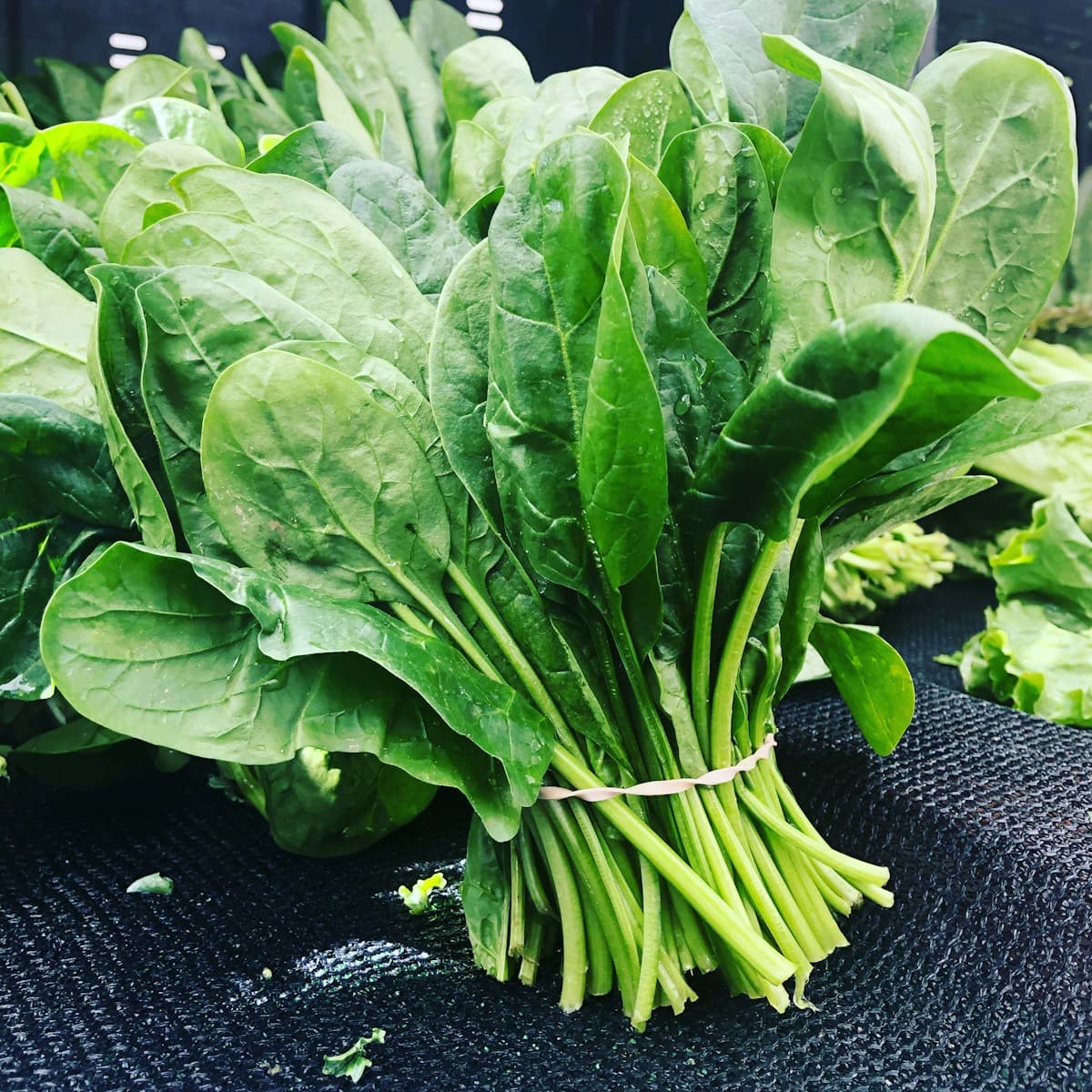 Baby Spinach 300g